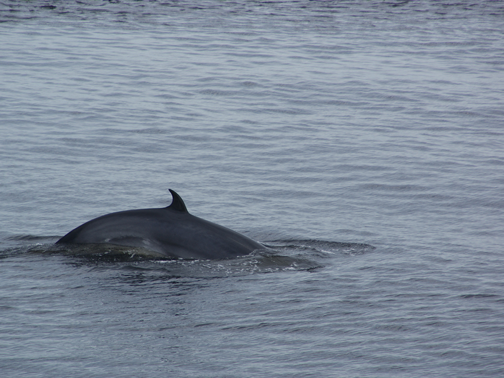 cs-parc-marin-saguenay-st-laurent