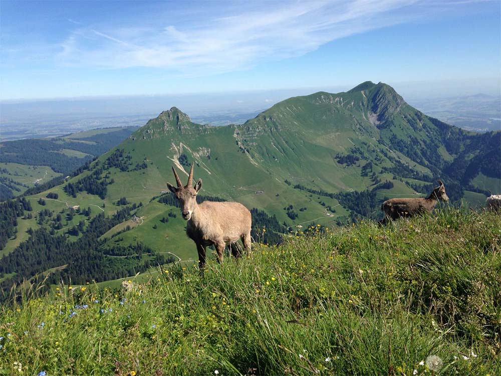 les prealpes